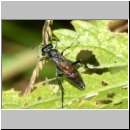 Macrophya annulata - Blattwespe 01.jpg